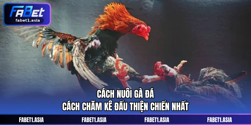 Cách Nuôi Gà Đá – Cách Chăm Kê Đấu Thiện Chiến Nhất