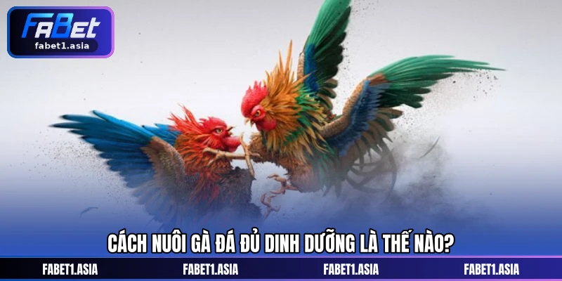 Cách nuôi gà đá đủ dinh dưỡng là thế nào?