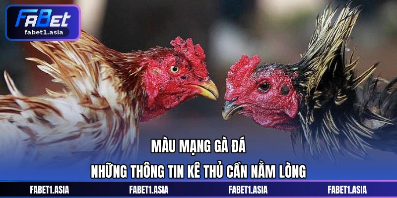 Màu Mạng Gà Đá - Những Thông Tin Kê Thủ Cần Nằm Lòng