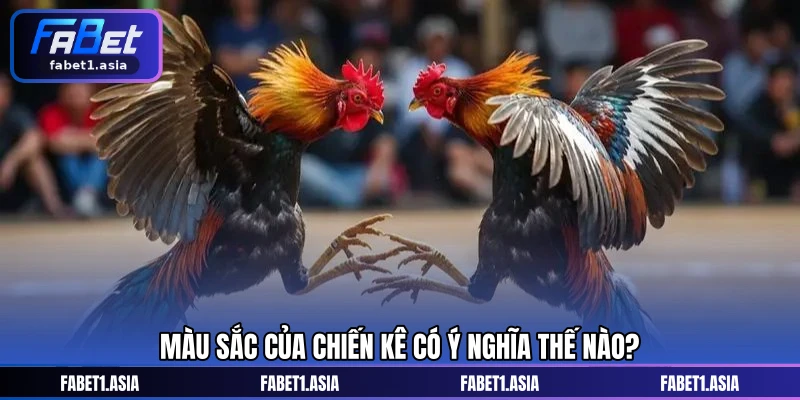 Màu sắc của chiến kê có ý nghĩa thế nào?