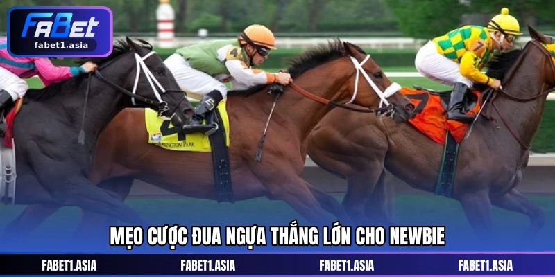 Mẹo cược đua ngựa thắng lớn cho newbie