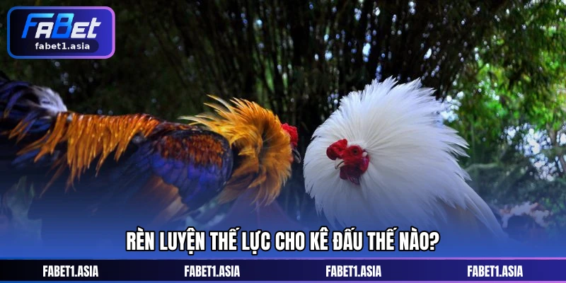 Rèn luyện thế lực cho kê đấu thế nào?