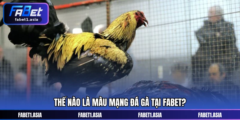 Thế nào là màu mạng đá gà tại FABET?