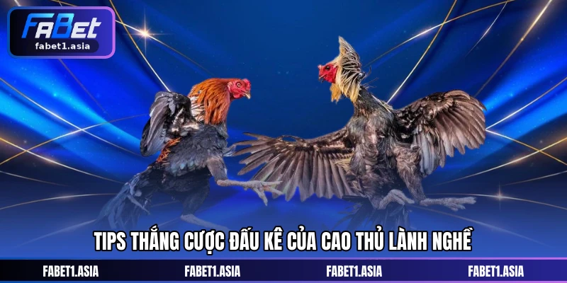 Tips thắng cược đấu kê của cao thủ lành nghề